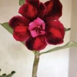 Planta Dobrada 3716 – 35cm – 03 anos