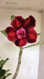 Planta Dobrada 3716 – 35cm – 03 anos