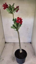 Planta Dobrada 3716 – 35cm – 03 anos - Imagem 5