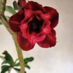 Planta Dobrada 3717 – 35cm – 03 anos