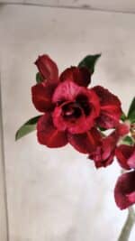 Planta Dobrada 3717 – 35cm – 03 anos - Imagem 4