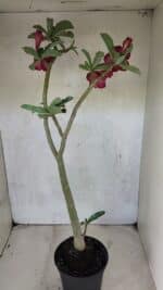 Planta Dobrada 3717 – 35cm – 03 anos - Imagem 5