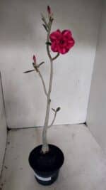 Planta Dobrada 3719 – 30cm – 02 anos - Imagem 2