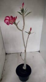 Planta Dobrada 3719 – 30cm – 02 anos - Imagem 5