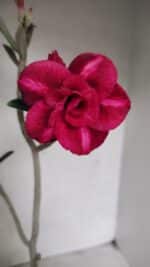 Planta Dobrada 3719 – 30cm – 02 anos