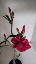 Planta Dobrada 3719 – 30cm – 02 anos - Imagem 4