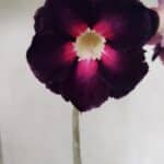 Planta Dobrada 3720 – 35cm – 03 anos