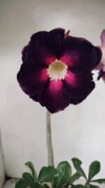 Planta Dobrada 3720 – 35cm – 03 anos