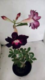 Planta Dobrada 3720 – 35cm – 03 anos - Imagem 4