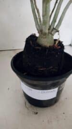 Planta Dobrada 3720 – 35cm – 03 anos - Imagem 6