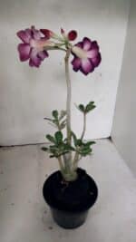 Planta Dobrada 3720 – 35cm – 03 anos - Imagem 5