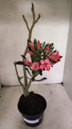 Planta Dobrada 3721 – 35cm – 03 anos - Imagem 2