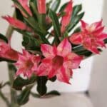 Planta Dobrada 3721 – 35cm – 03 anos