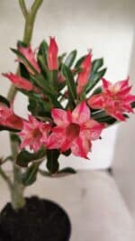 Planta Dobrada 3721 – 35cm – 03 anos