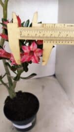 Planta Dobrada 3721 – 35cm – 03 anos - Imagem 3