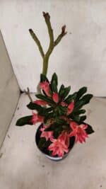 Planta Dobrada 3721 – 35cm – 03 anos - Imagem 5