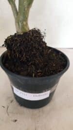 Planta Dobrada 3721 – 35cm – 03 anos - Imagem 8