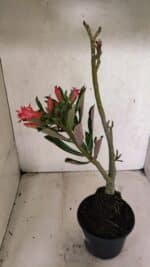 Planta Dobrada 3721 – 35cm – 03 anos - Imagem 7