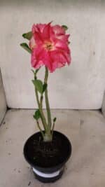 Planta Dobrada 3722 – 30cm – 02 anos - Imagem 2