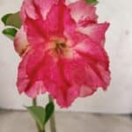 Planta Dobrada 3722 – 30cm – 02 anos