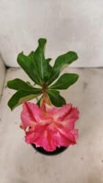 Planta Dobrada 3722 – 30cm – 02 anos - Imagem 4