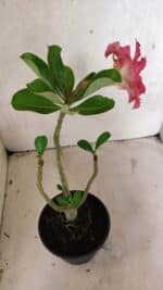 Planta Dobrada 3722 – 30cm – 02 anos - Imagem 5