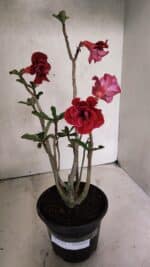 Planta Dobrada 3723 – 35cm – 03 anos - Imagem 2