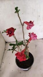 Planta Dobrada 3723 – 35cm – 03 anos - Imagem 5