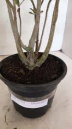 Planta Dobrada 3723 – 35cm – 03 anos - Imagem 7