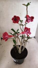 Planta Dobrada 3723 – 35cm – 03 anos - Imagem 6