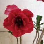 Planta Dobrada 3723 – 35cm – 03 anos