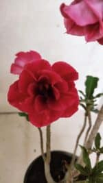 Planta Dobrada 3723 – 35cm – 03 anos