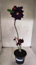 Planta Dobrada 3724 – 30cm – 02 anos - Imagem 2