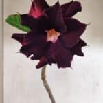 Planta Dobrada 3724 – 30cm – 02 anos