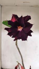 Planta Dobrada 3724 – 30cm – 02 anos