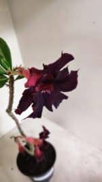 Planta Dobrada 3724 – 30cm – 02 anos - Imagem 4