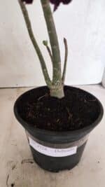 Planta Dobrada 3724 – 30cm – 02 anos - Imagem 6