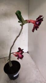 Planta Dobrada 3724 – 30cm – 02 anos - Imagem 5