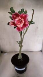 Planta Dobrada 3725 – 30cm – 02 anos - Imagem 2