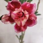 Planta Dobrada 3725 – 30cm – 02 anos