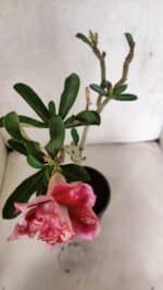 Planta Dobrada 3725 – 30cm – 02 anos - Imagem 4