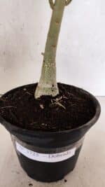 Planta Dobrada 3725 – 30cm – 02 anos - Imagem 7