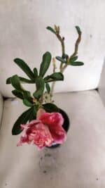 Planta Dobrada 3725 – 30cm – 02 anos - Imagem 6