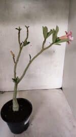 Planta Dobrada 3725 – 30cm – 02 anos - Imagem 5