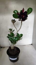 Planta Dobrada 3726 – 35cm – 03 anos - Imagem 2