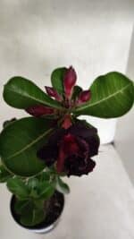 Planta Dobrada 3726 – 35cm – 03 anos - Imagem 4