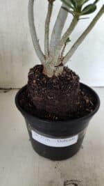 Planta Dobrada 3726 – 35cm – 03 anos - Imagem 7