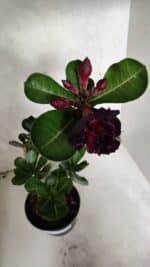 Planta Dobrada 3726 – 35cm – 03 anos - Imagem 5