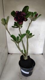 Planta Dobrada 3727 – 35cm – 03 anos - Imagem 2