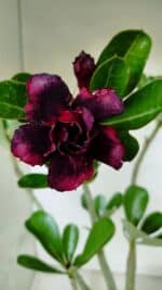 Planta Dobrada 3727 – 35cm – 03 anos